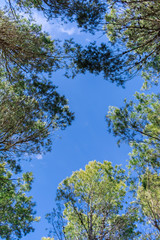 vista arriba de copa de arboles con un hueco en el que se ve el cielo