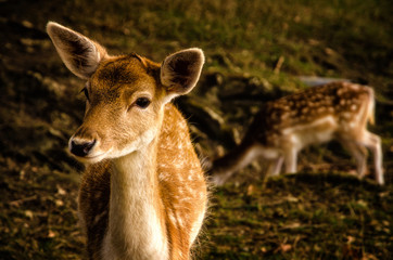 Some young fallow deer in a meadow