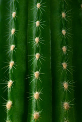 plano cerrado de 3 filas de espinas de un cactus