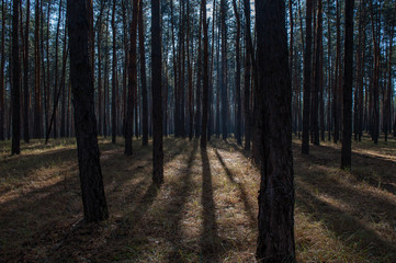 streaks of light and shadow on the ground in the forest
