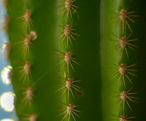 Plano detalle de un cactus y espinas