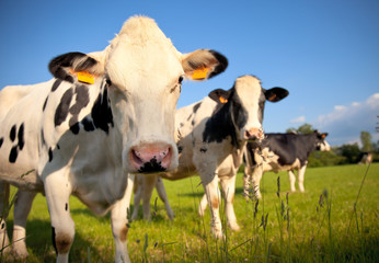 Fototapeta na wymiar Troupeau de vache dans la campagne en France