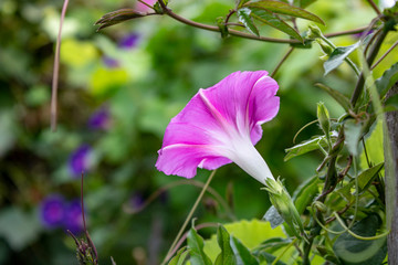 Bright purple flower looks like a trumpet of a brass band