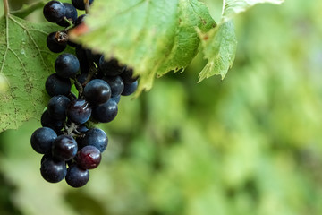 Fresh blue bunches of grapes on green branches. The concept of winemaking, wine, vegetable garden, cottage, harvest.