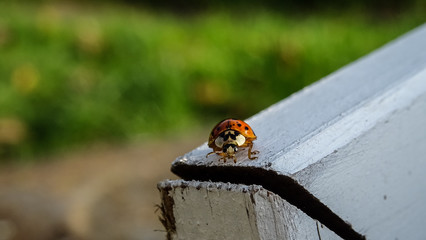 ladybird 