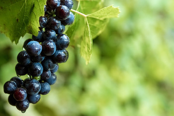 Fresh blue bunches of grapes on green branches. The concept of winemaking, wine, vegetable garden, cottage, harvest.