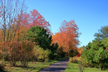 Obraz premium Autumn leaves with the blue sky background