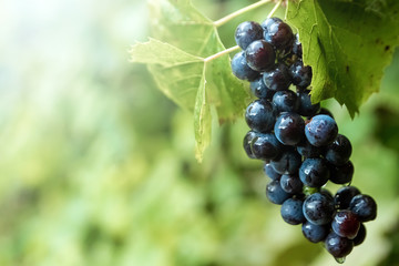Fresh blue bunches of grapes on green branches. The concept of winemaking, wine, vegetable garden, cottage, harvest.