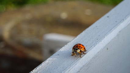 ladybird