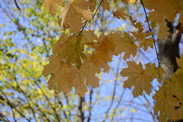 yellow autumn leaves