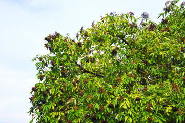 Fototapeta na wymiar Elderberry on branch