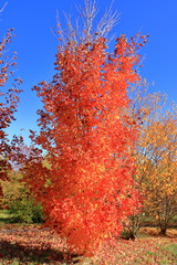 Autumn leaves with the blue sky background