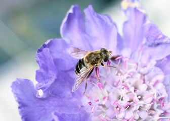 Pollen-Covered Bee