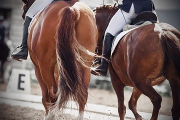A beautiful fluffy fluttering tail of a red horse that walks in a pair next to a Bay horse on a...