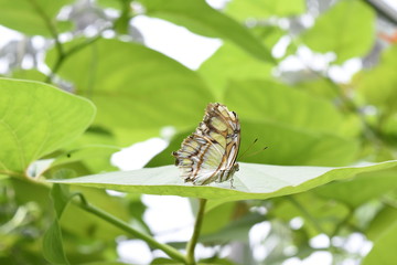 Mariposa verde