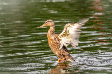 Duck takes off from a pond, wide open wings.