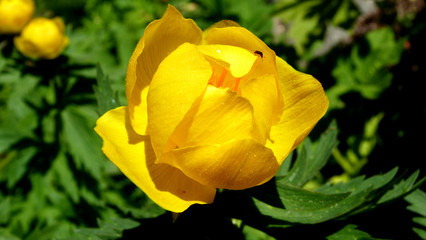 yellow rose
