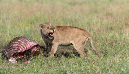 Angry liion eat buffalo