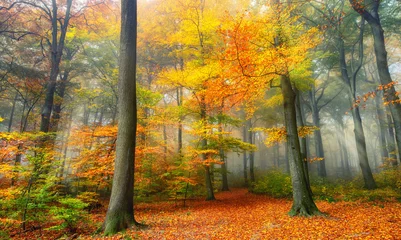 Nebliger Wald im Herbst, mit schönen warmen Farben und kühlem, weichem Licht, das durch das Laub auf eine Lichtung fällt © Smileus