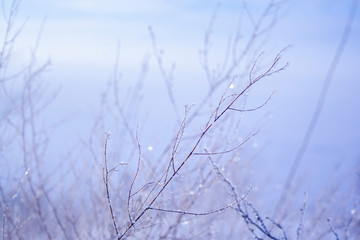 meadow grass covered with hoarfrost after a night fog in the early winter morning in the rays of the sun macro shot