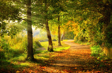 Tranquil footpath in a park in autumn, with beams of light falling through the trees - obrazy, fototapety, plakaty