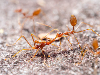 Weaver Ant (Oecophylla Smaragdina), Bako National Park, Borneo, Malaysia