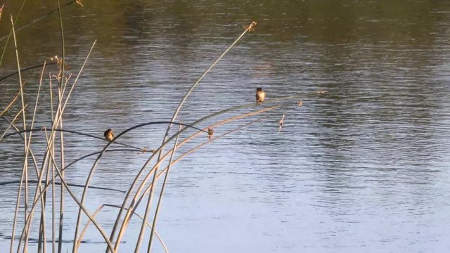 reeds growing in hood canal are used as perches as swallows land on them