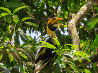 Great hornbill (Buceros bicornis) on a tree in Taman Negar National Park, Malaysia © salparadis