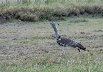 Ardeotis kori (African bustard)