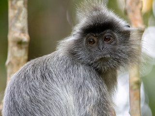 Silvered Leaf Monkey (Trachypithecus cristatus), Bako National Park, Borneo, Malaysia