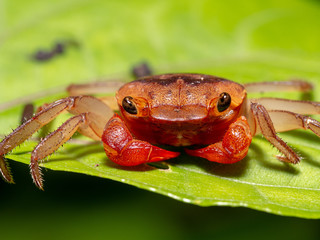 Terrestial Crab (Scandarma splendidum) on a mangrove in Bako National Park, Malayisa