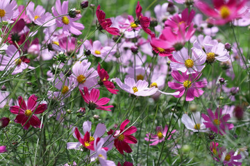 Obraz na płótnie Canvas The COSMOS flowers growing in a garden. Asteraceae Family. Bright summer flower background horizontally.