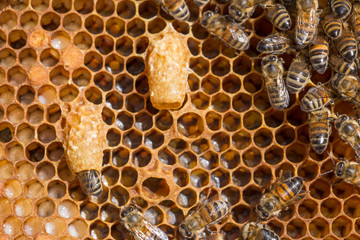 Bees work near the larva of the Queen Bee. Royal jelly in queen cell. bees and queen bees larvae on honeycomb