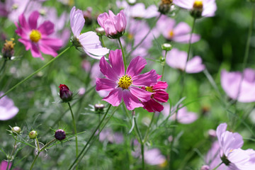 The COSMOS flowers growing in a garden. Asteraceae Family. 