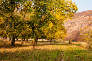 Autumn background, yellowed leaves on the poplar trees.