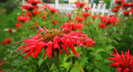 Bee balm, Summer Garden Flowers
