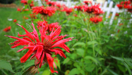 Bee balm, Summer Garden Flowers