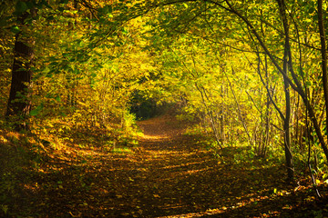 Beautiful alley in the autumnal forest, Poland