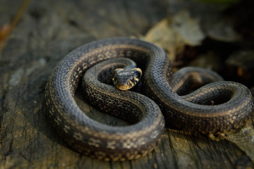 Natrix, Snake, Colubridae in the forest, close up.