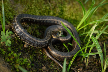 Natrix, Snake, Colubridae in the forest, close up.