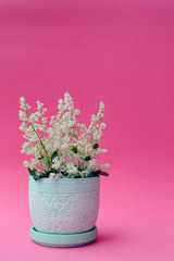 Beautiful flower top on a pink background 