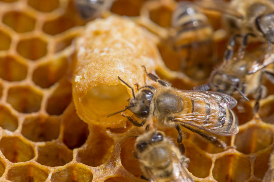Bees work near the larva of the Queen Bee. Royal jelly in queen cell. bees and queen bees larvae on honeycomb