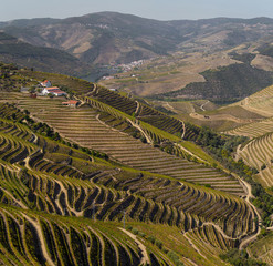 UNESCO World Heritage, the beautiful endless lines of Douro Valley Vineyards, in Peso da Regua, Vila Real, Portugal.