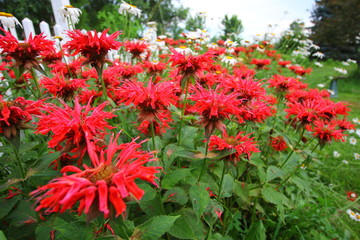 Summer Garden Flowers