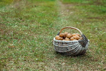 Fresh potatoes in a basket on the grass, organic vegetables. The concept of a garden, cottage,...