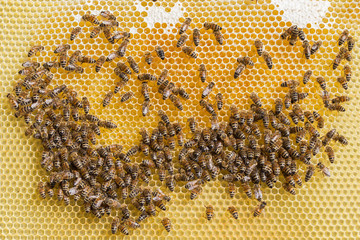 Bees working on honey comb filled with honey. closeup of bees on honeycomb in apiary. Bees on honey...