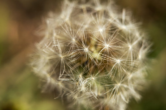 Close-up view of a dandelion flower in a green meadow.