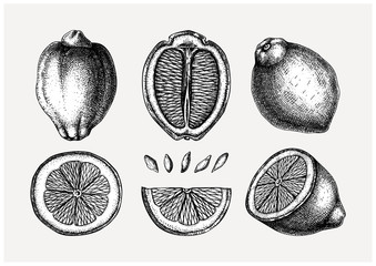 Vintage Ink hand drawn citrus fruits collection. Vector illustration of highly detailed lemons - citrus fruits sketches. Perfect for packing, greeting cards, invitations, prints etc