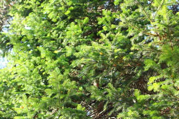 Background - pine tree. Texture fluffy green spruce branches with needles. 