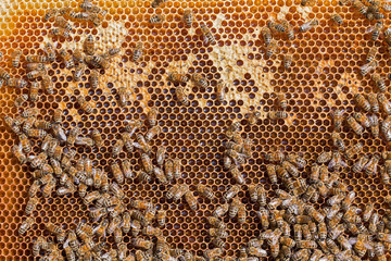 Bees working on honey comb filled with honey. closeup of bees on honeycomb in apiary. Bees on honey comb filled with honey, closeup. Close up view of the working bees on honeycells.